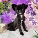 チワワ✖️狆のMIX犬です！