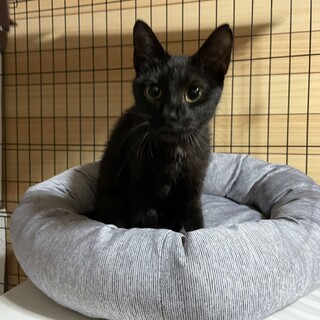 頑張って子育てしました！優しいママ猫☆