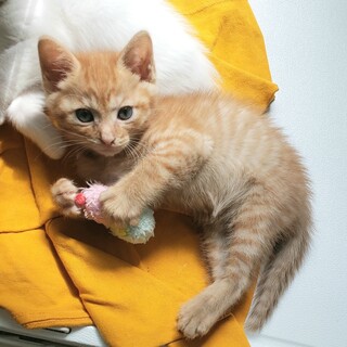 茶トラ2か月子猫（２兄弟）抱っこ好き♡