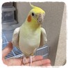 ぱみゅー