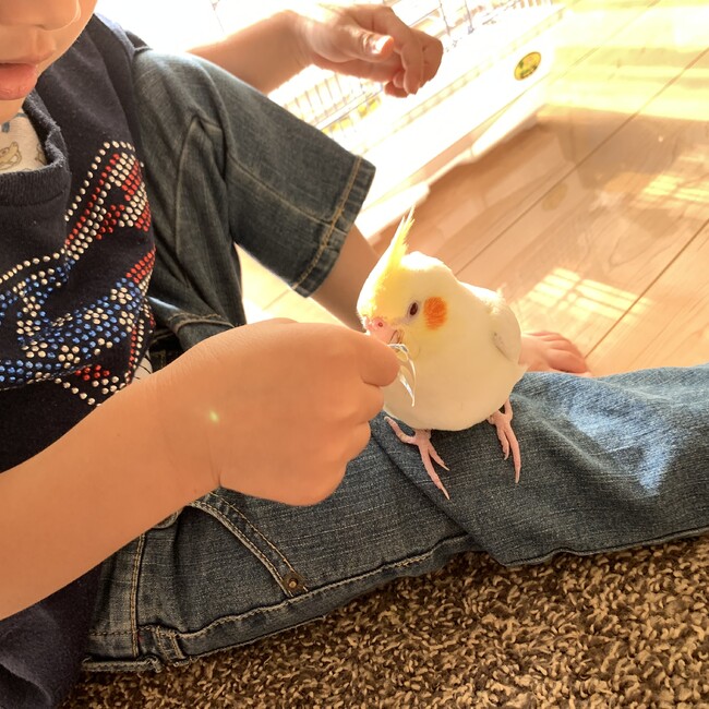 ぱみゅーのカバー写真