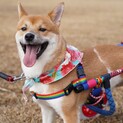 下半身不随でも楽しく生きてるこめ太郎