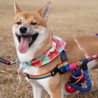 下半身不随でも楽しく生きてるこめ太郎