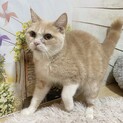 募集停止致します