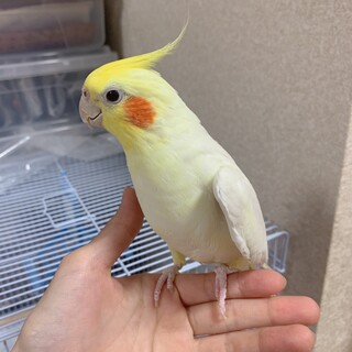 オカメインコの里親を募集します。