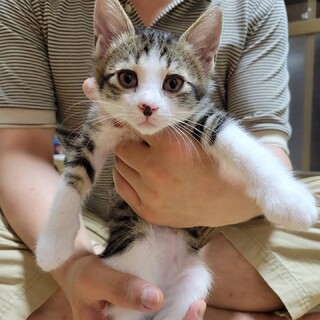 【7/18フリー譲渡会in西新パレス】個別面会可