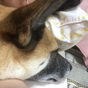 一緒にお昼寝