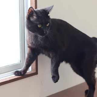 黒猫 フォーブル君 里親様募集♡
