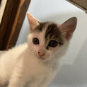 元気で甘えん坊な子猫ちゃん❣️