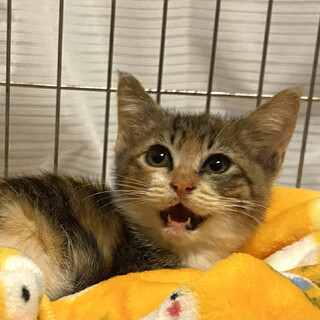 目ぱっちりの三毛猫2ヶ月