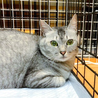 ムチムチもっちりボディ☆サバトラ女子コマちゃん