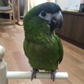 コミドリコンゴウインコの里親募集