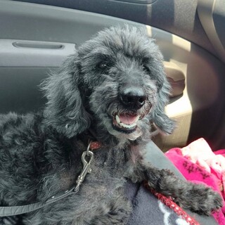 おもちゃが大好きなプードルMIXの女の子雛菊ちゃん