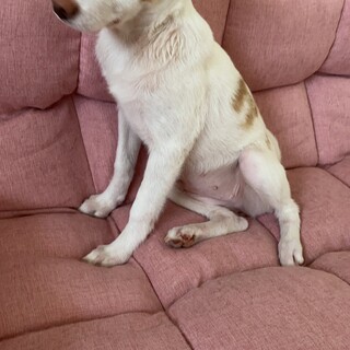 愛嬌たっぷり小春の優しい家族を探しています