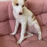 愛嬌たっぷり小春の優しい家族を探しています サムネイル2
