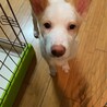 愛嬌たっぷり小春の優しい家族を探しています サムネイル3