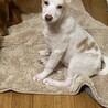 愛嬌たっぷり小春の優しい家族を探しています サムネイル4