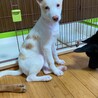 愛嬌たっぷり小春の優しい家族を探しています サムネイル7