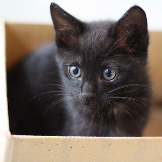 元気な食いしん坊黒子猫　湯沢くん