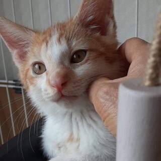 人間大好き、甘えん坊。おっとり優しい茶トラ君