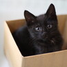 元気な食いしん坊黒子猫　湯沢くん サムネイル6