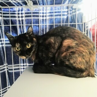 5児の母「うめ」ちゃん