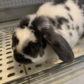 1歳半の♀のうさちゃんです！