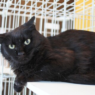 黒く見えるけど実は白い？！「黒」ちゃん