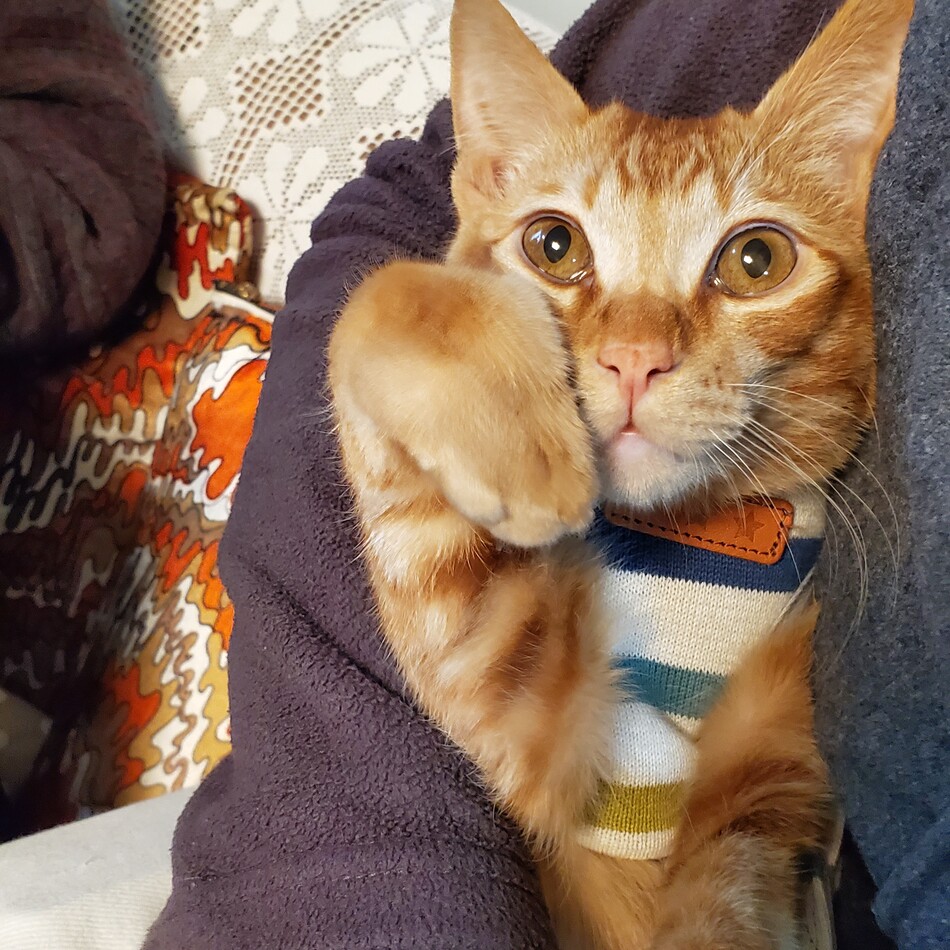 モコのカバー写真