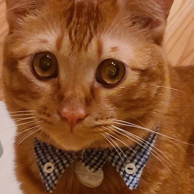 momomocoのカバー写真