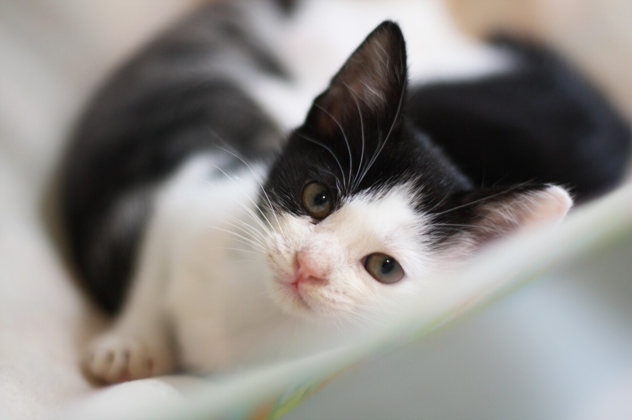 黒白メス、 ミカサちゃん♪」東京都 - 猫の里親募集(366174) :: ペット