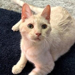 殿くん♪落ち着いたパステル茶トラの男の子