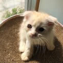 【6/11家族決定】折耳スコ★大阪府ぽんちゃん