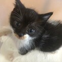 里親様が決まりました。