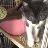 里親様が決まりました。 サムネイル2