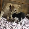 里親様が決まりました。 サムネイル3