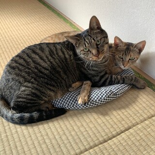 人も猫も犬もウサギも大好きです❤ゲンちゃん2歳