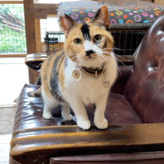 のんびり平和な三毛猫☆ちょっとツンデレ