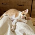 5月生まれ　あまえんぼうのはっさく