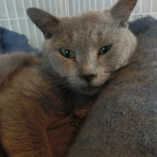 繁殖引退した子