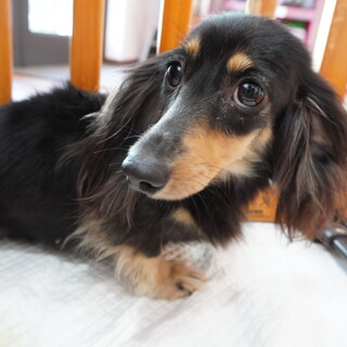 おちびメグちゃん