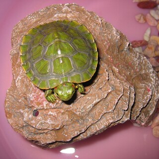 ミドリガメ(幼亀)の里親募集