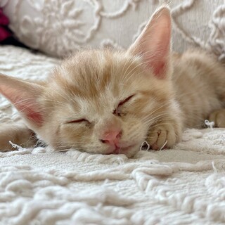 甘えん坊　茶トラ子猫　寂しがりや