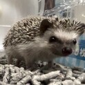 ハリネズミのハリーくん