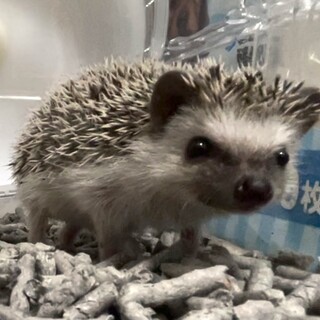 ハリネズミのハリーくん