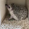 ハリネズミのハリーくん サムネイル2
