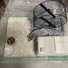ハリネズミのハリーくん サムネイル4