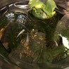 メダカお譲りします サムネイル7