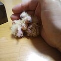 生まれたばかりです