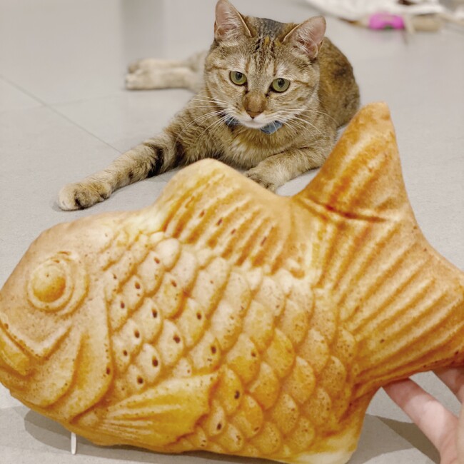 ペルネのカバー写真